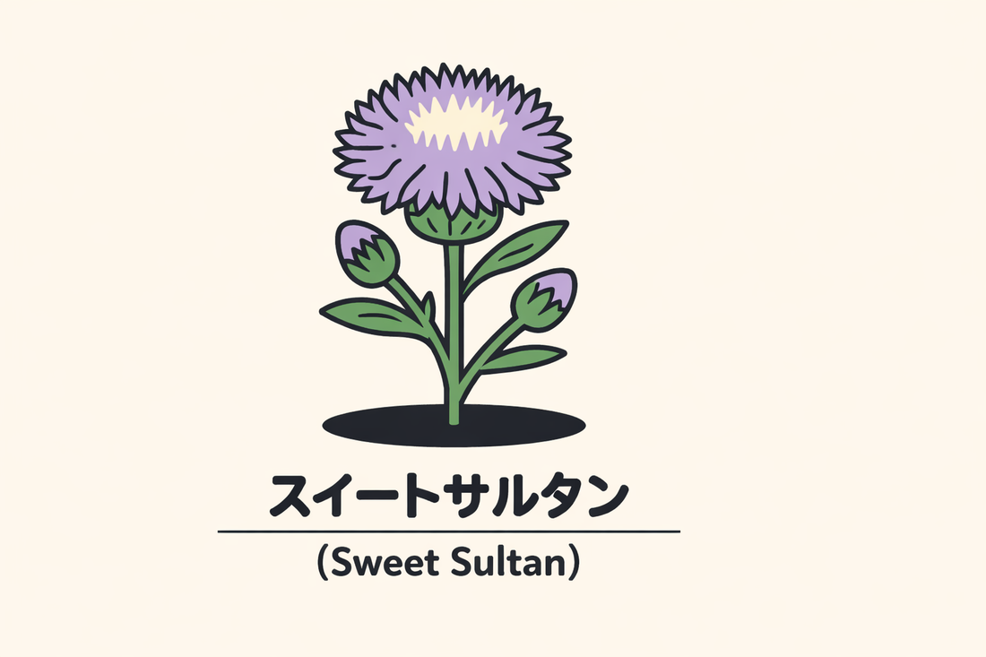 【スイートサルタン】の花言葉は「至福」｜文献に残る幸福の象徴