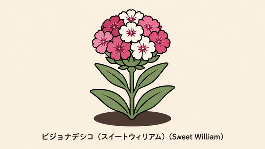 【ビジョナデシコ】の花言葉は「勇敢・騎士道」｜意味の由来