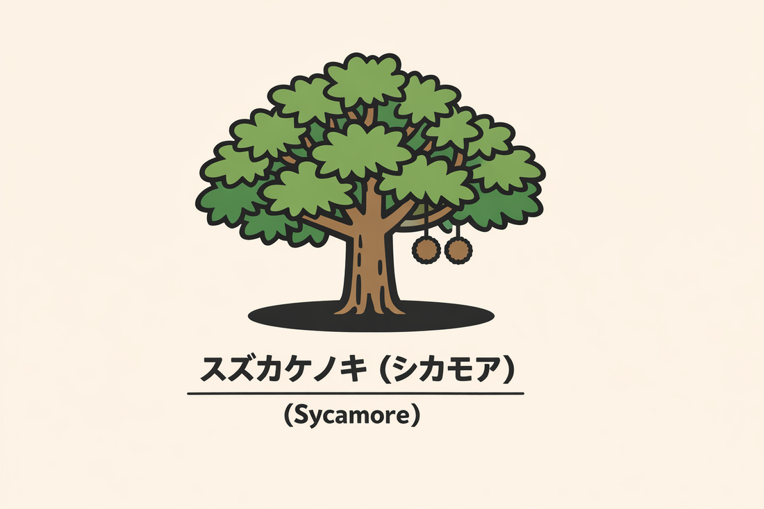 【スズカケノキ（シカモア）】の花言葉は「好奇心」｜1884年の記録