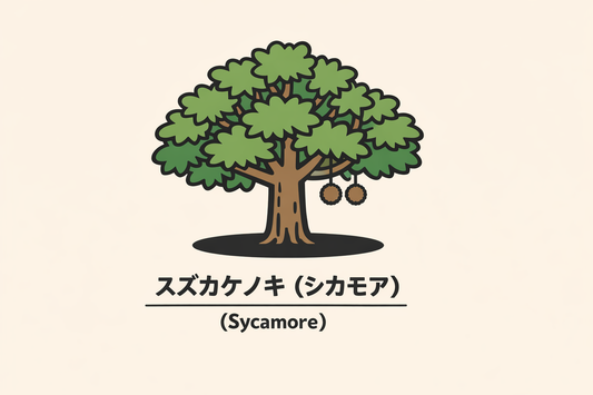 【スズカケノキ（シカモア）】の花言葉は「好奇心」｜1884年の記録