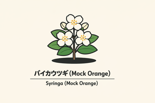 【バイカウツギ】の花言葉は「追憶」｜Syringaに記された意味