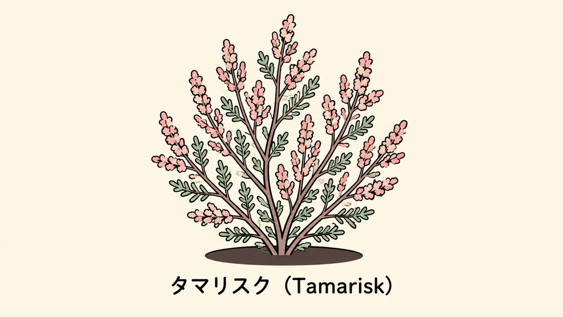 【タマリスク】の花言葉は「罪」｜Greenawayに残る象徴の意味