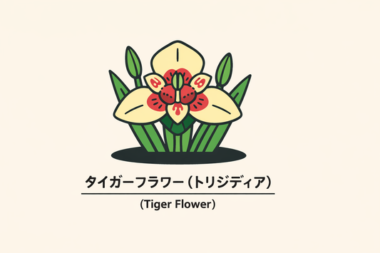 【タイガーフラワー】の花言葉は「誇りが一度は味方する」｜由来と背景