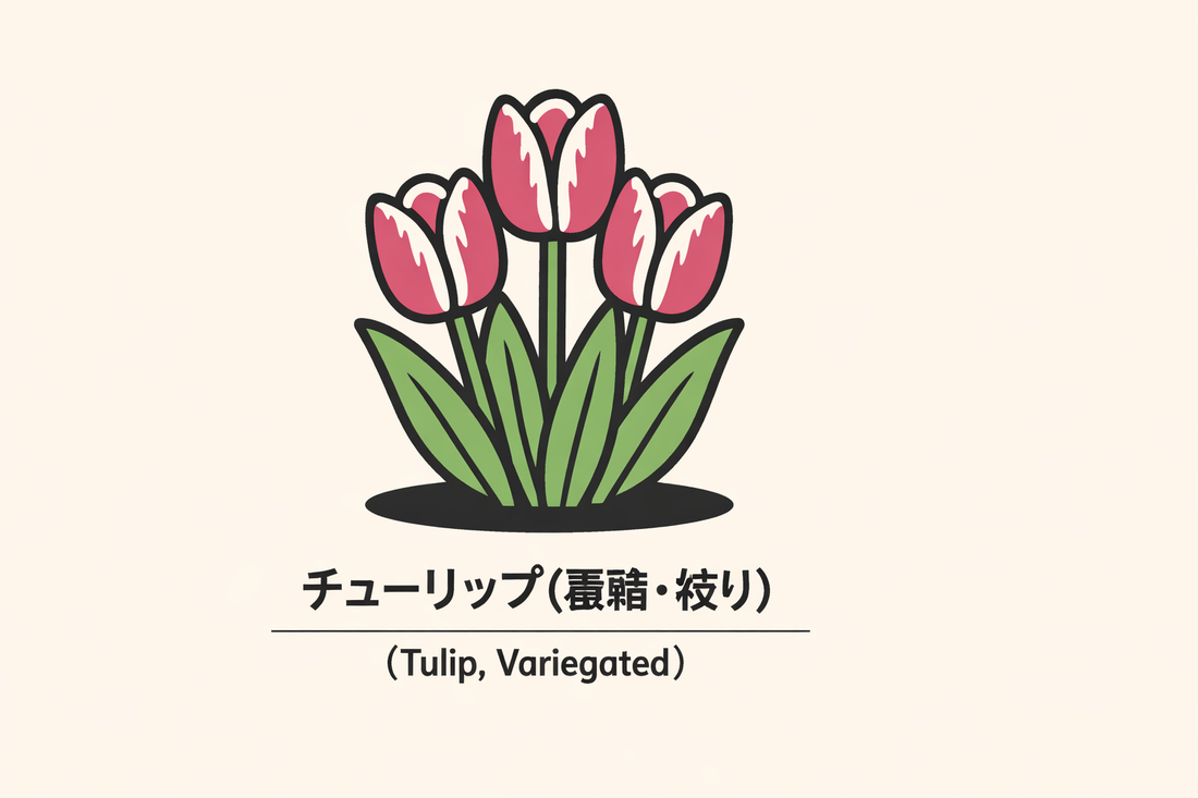 【覆輪・絞りのチューリップ】の花言葉は「美しい瞳」｜由来の解説