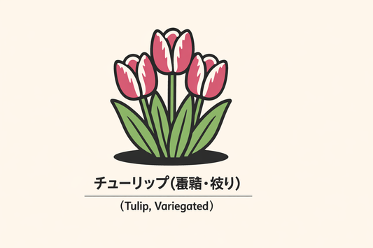 【覆輪・絞りのチューリップ】の花言葉は「美しい瞳」｜由来の解説