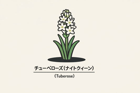 【チューベローズ】の花言葉は「危険な快楽」｜文献に残る象徴