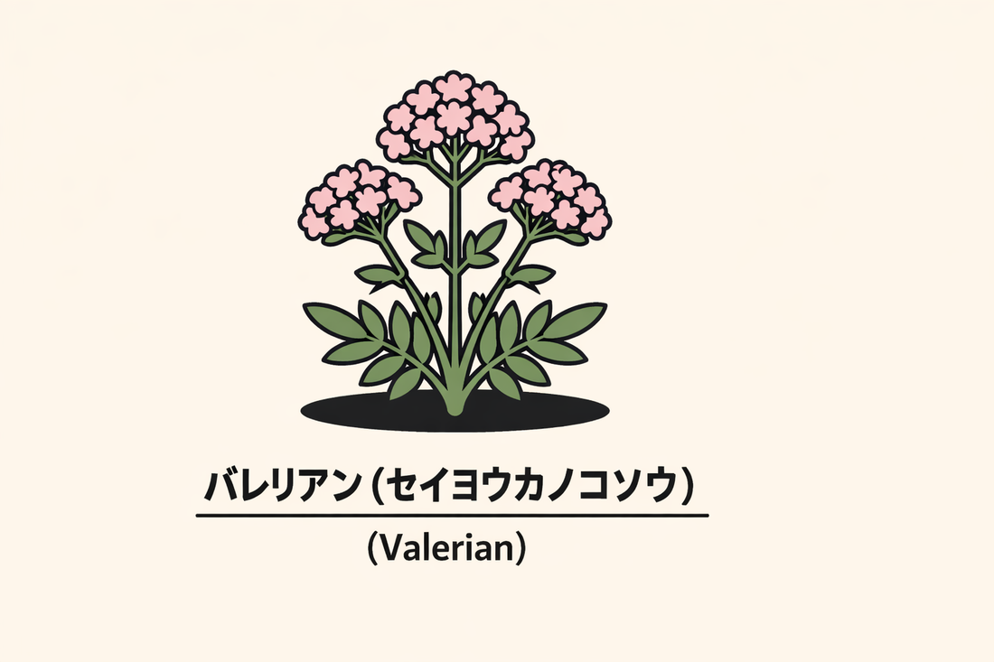 【バレリアン】の花言葉は「物分かりのよさ」｜1884年の記録