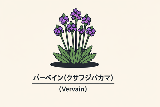 【バーベイン】の花言葉は「魅惑」｜1884年の文献に残る象徴の意味