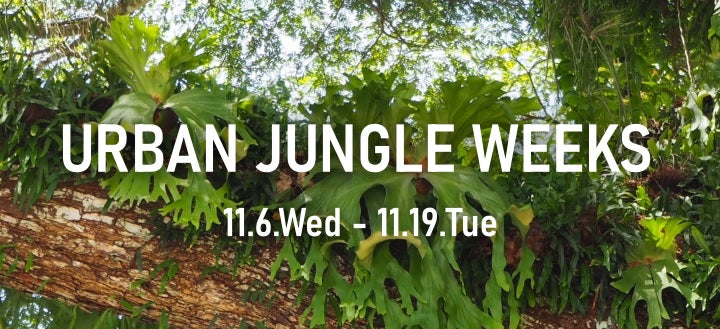 阪急うめだ本店がURBAN JUNGLE WEEKSを開催、盆栽とビカクシダで都会の緑化推進へ