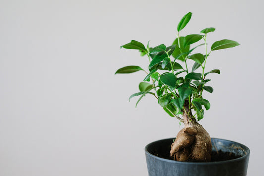 【植物図鑑】ニンジン・ガジュマル(Ficus microcarpa sp.)とは？特徴的な樹形の観葉植物の魅力