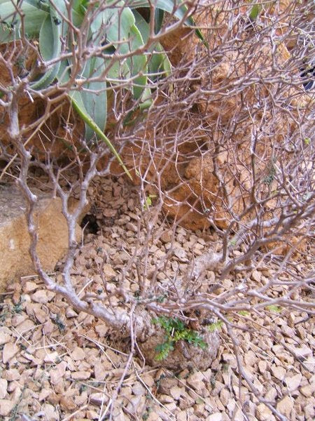 【植物図鑑】オペルクリカリア・デカリー(Operculicarya decaryi)とは？神秘的な樹形と塊根が魅力のマダガスカルの希少植物