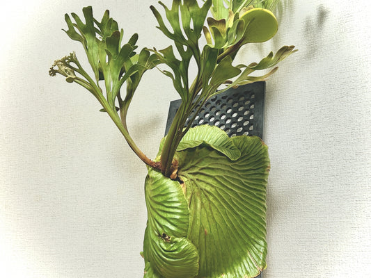 【植物図鑑】プラティケリウム・リドレイ（Platycerium ridleyi）とは？鹿の角のような美しい着生シダの魅力