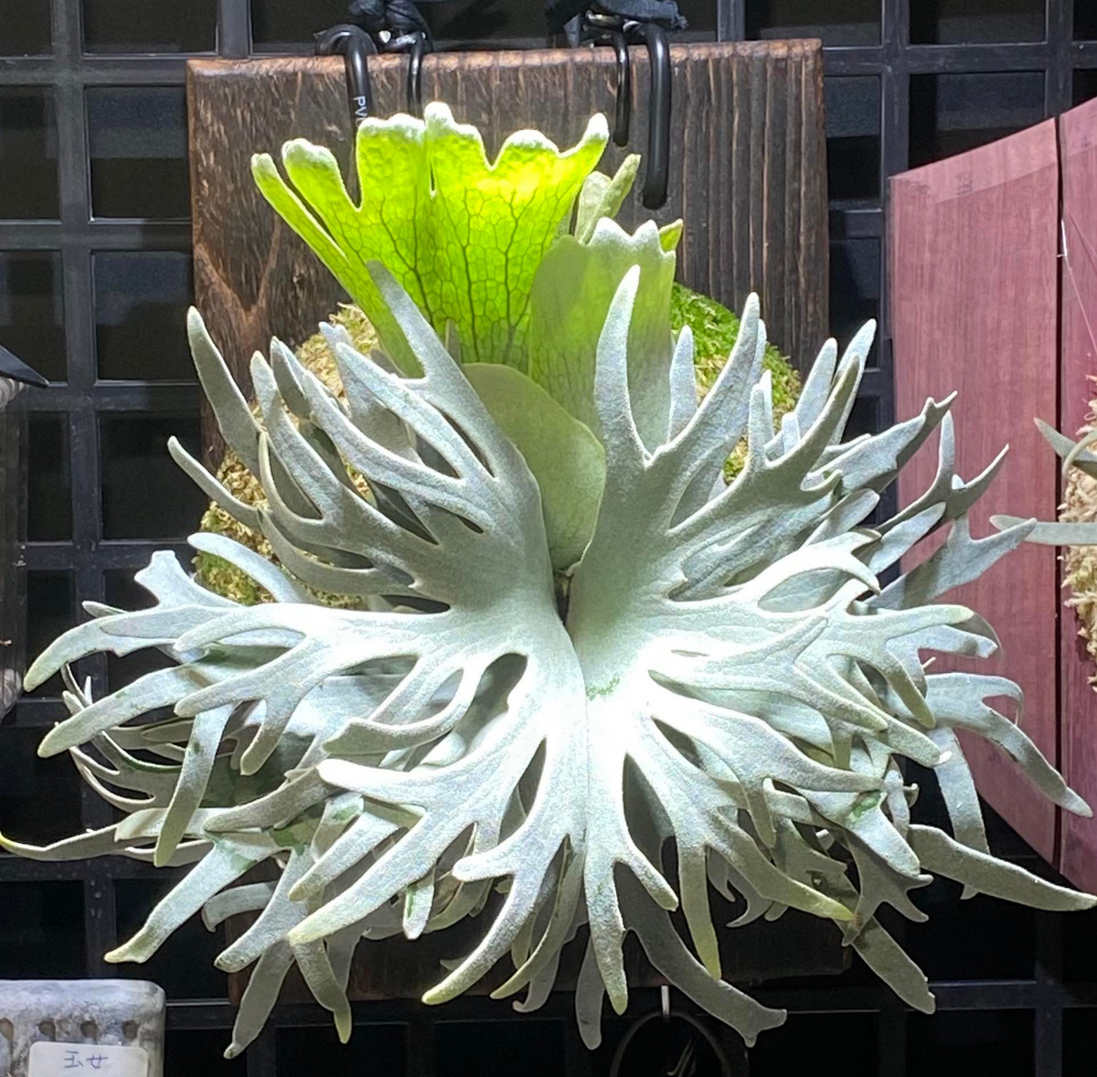 植物図鑑】プラティケリウム・ウィリンキー（Platycerium willinckii