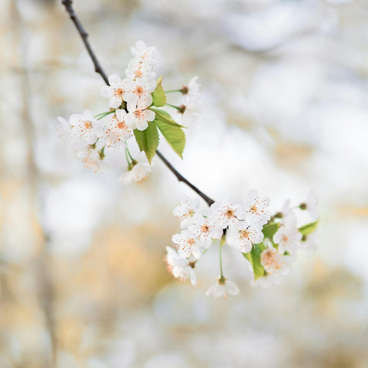東京で桜開花発表！全国では高知市と熊本市から始まり東京や鹿児島へと開花前線が北上