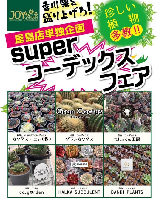 superコーデックスフェアが西村ジョイ屋島店で開催、香川県の植物愛好家に珍しい多肉植物を提供