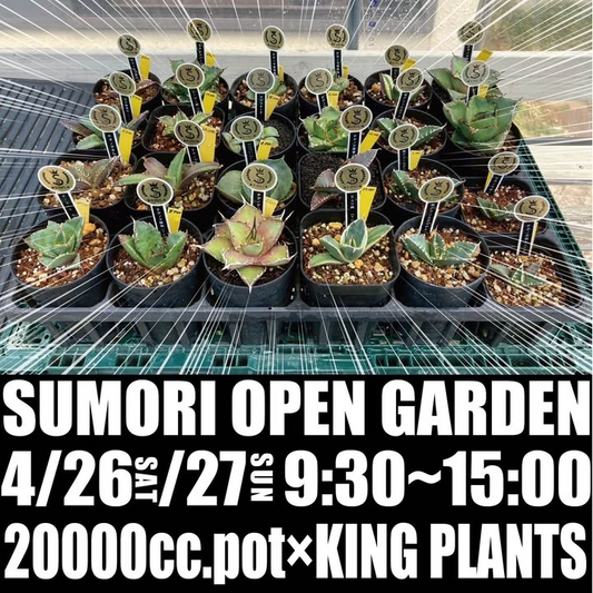 スモリオープンガーデン拡大版が宮城県名取市で開催、キングプランツ厳選の希少多肉植物も50ブースの大規模イベント