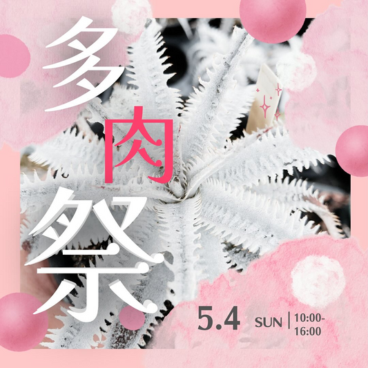 「多肉祭」が埼玉県のいちごの里で開催、インスタグラム人気ショップ4店が集結しディッキアなど多肉植物を販売