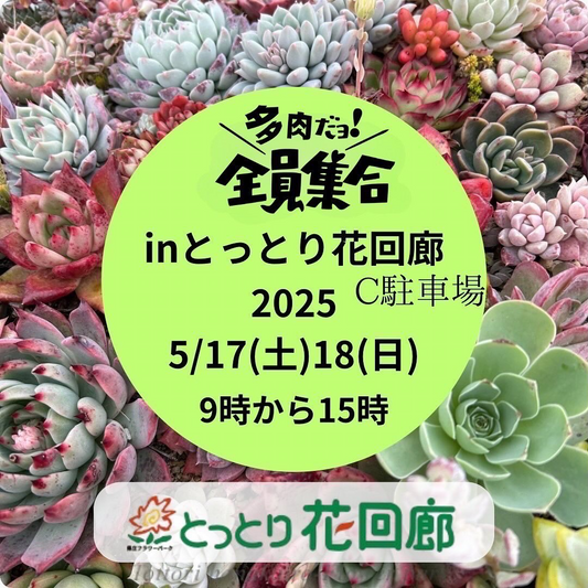多肉植物イベント「多肉だョ全員集合inとっとり花回路」が5月17日・18日に開催、木工ワークショップも実施される注目イベント