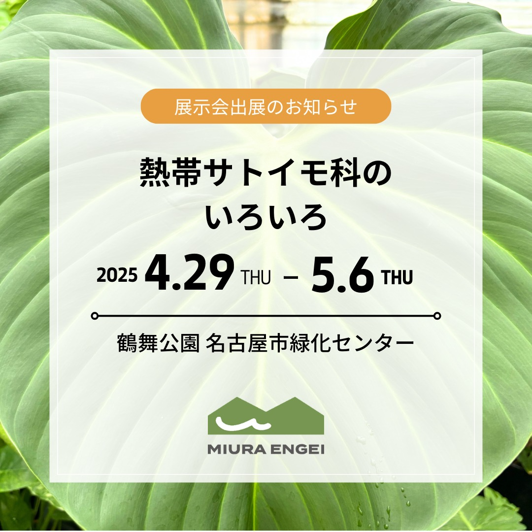 三浦基彰社長が名古屋市緑化センターで熱帯サトイモ科植物の展示会を開催、5月5日・6日には販売会も実施