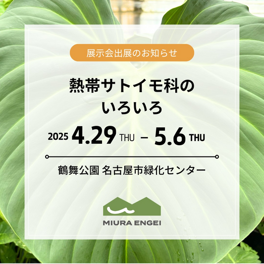 三浦基彰社長が名古屋市緑化センターで熱帯サトイモ科植物の展示会を開催、5月5日・6日には販売会も実施