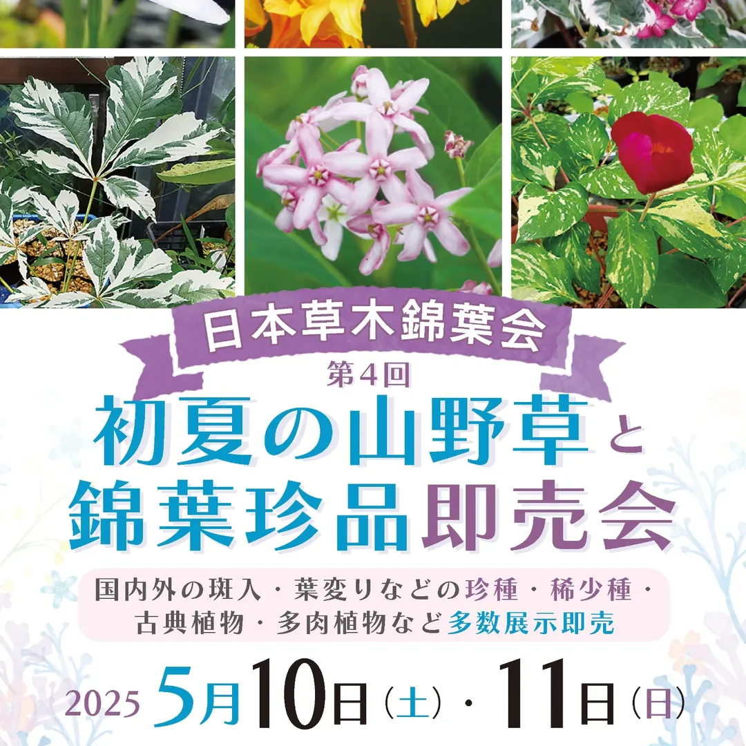 上野グリーンクラブが初夏の山野草と錦葉珍品即売会を開催、多彩な植物が2025年5月に東京に集結