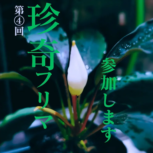 第4回珍奇植物フリーマーケットが町田で開催、一般愛好家42組が乾燥地帯から熱帯系まで多彩な珍奇植物を販売