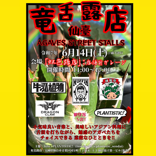 仙台市で五店舗のアガベ専門店が集結、東北地方向け多肉植物の露店イベント「仙臺竜舌露店」を開催