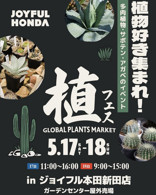 ジョイフル本田新田店が植フェスを開催、多肉植物やサボテンの販売とハコニワ体験で植物ライフを提案