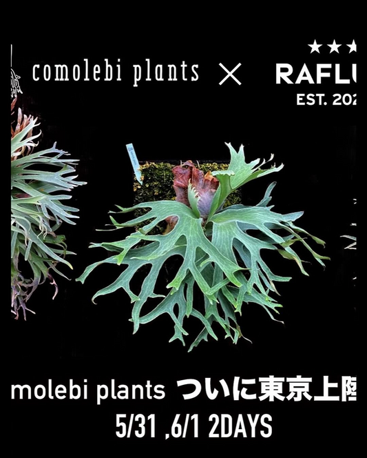 RAFLUMが阪急メンズ東京でPOP-UPイベントを開催、ビカクシダとアガベの専門家とコラボした特別展示販売が実現