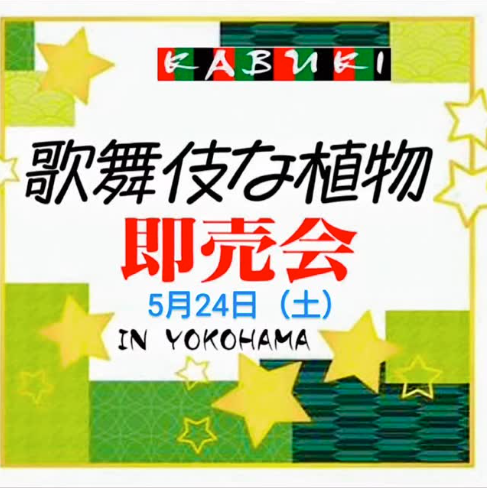 横浜市港北区で歌舞伎な植物即売会vol.5が開催、珍奇植物と多肉植物の専門販売イベントが5月に実現
