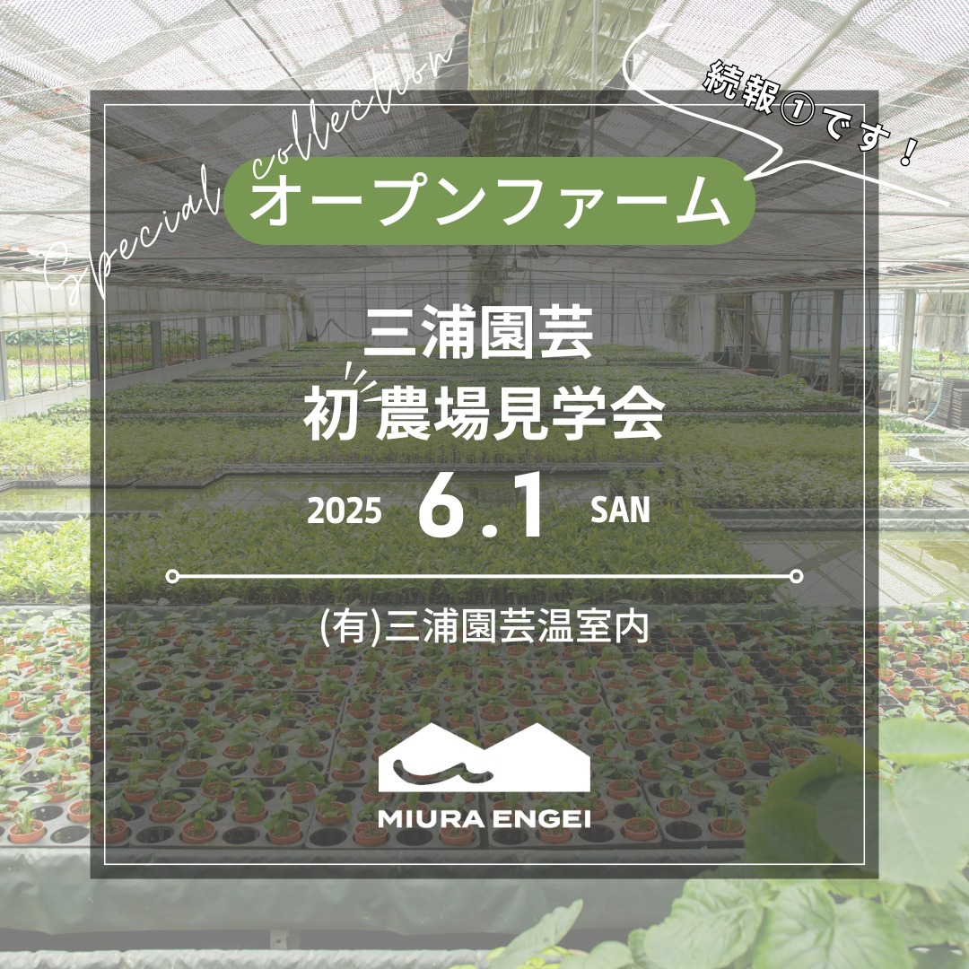 三浦園芸が初のオープンファームを開催、普段非公開の温室を特別開放し基彰社長による温室ツアーとワークショップを実施