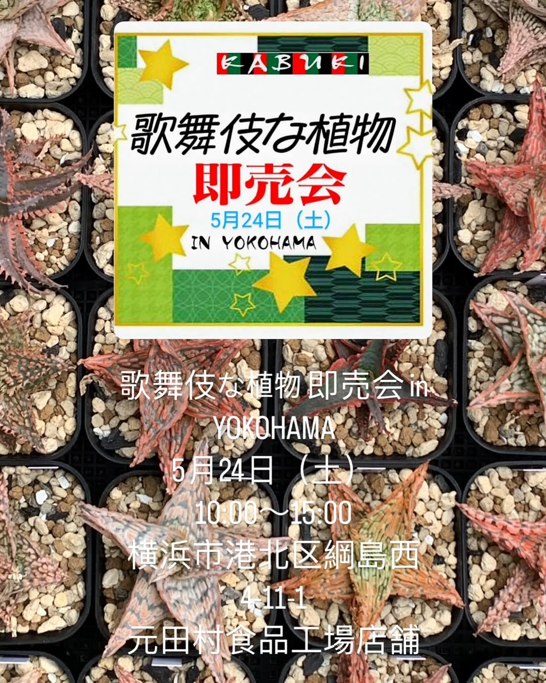 歌舞伎な植物達即売会vol.5が横浜で5月24日開催、珍奇植物・多肉植物の専門店が集結