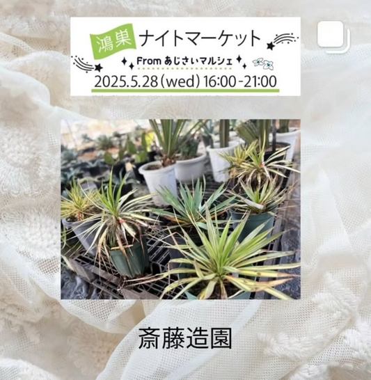 鴻巣ナイトマーケット From あじさいマルシェがAJISAI HOUSEで開催、アガベとヤシの植物販売にライブパフォーマンス