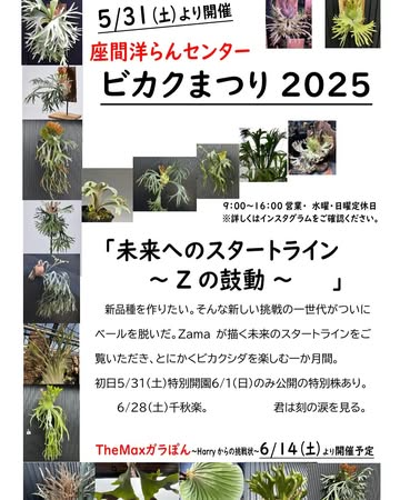 座間洋らんセンターがビカクまつり2025を開催、座間産スポア苗「座間すぽ」をリリースし育種プログラムを公開