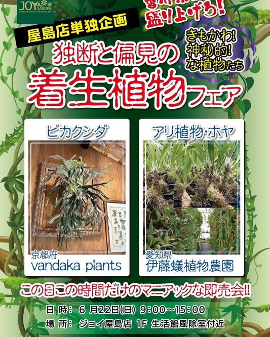 西村ジョイ屋島店が独断と偏見の着生植物フェアを6月22日開催、vandakaplantsと伊藤蟻植物園が出店しマニアックな即売会を実施