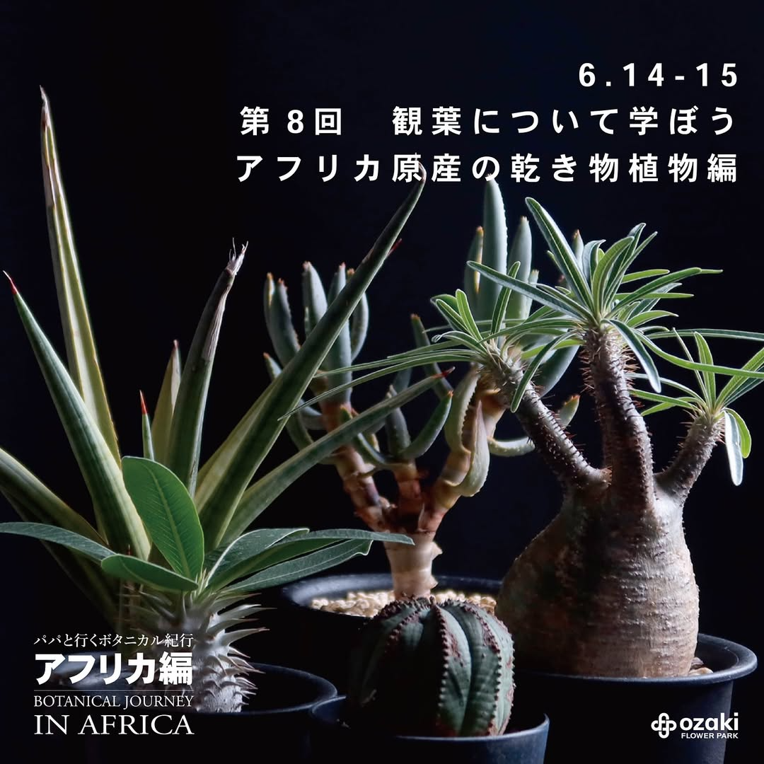 第8回観葉について学ぼうが6月14日・15日開催、オザキフラワーパークでアフリカ原産乾き物植物の育て方を解説