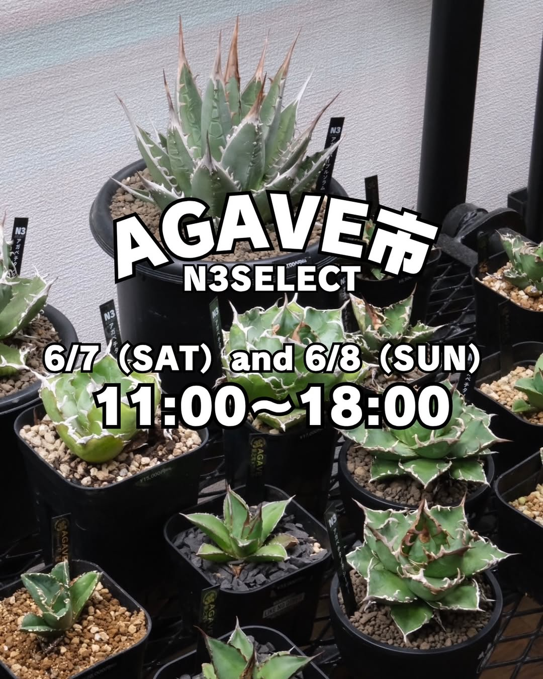 N3SELECTがAGAVE市開催、6月7日・8日に台湾株メイン60～70株と姫厳龍特価販売で福岡のアガベ愛好家に注目機会を提供 - リーフラ編集部