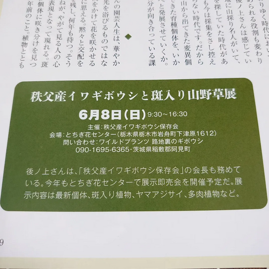 秩父産イワギボウシ保存会が世界初イワギボウシ展示即売会開催、6月8日にとちぎ花センターで希少ギボウシと山野草を紹介