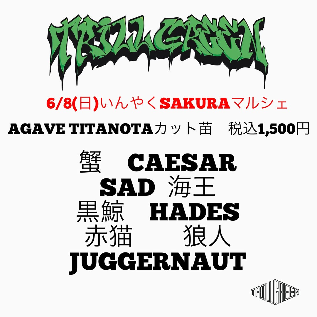 TRILL GREENがいんやくSAKURAマルシェ出店、6月8日に印役神明宮境内でアガベチタノタネームドカット苗1500円販売 - リーフラ編集部