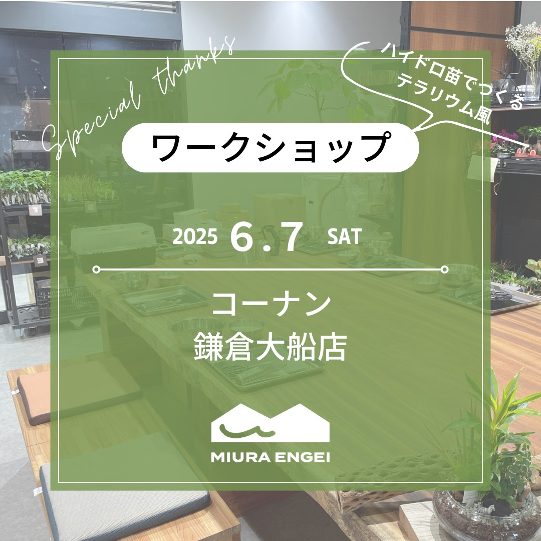 三浦園芸がコーナン鎌倉大船店でハイドロカルチャーワークショップを開催、テラリウム風アレンジを6月7日限定で体験 - リーフラ編集部