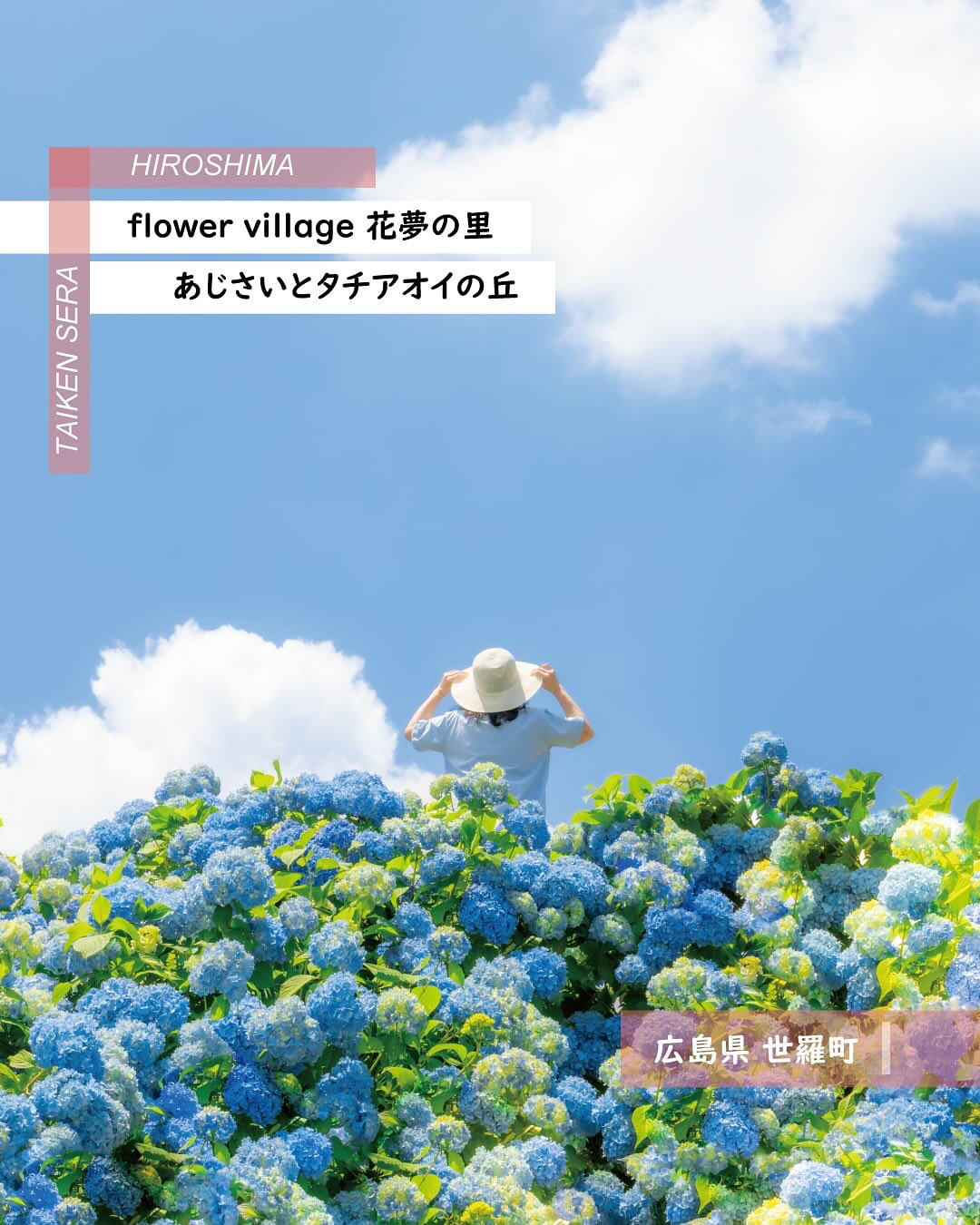 花夢の里があじさいとタチアオイの丘を世羅町で開催、6月7日から7月13日まで初夏の花々が世羅高原を彩る - リーフラ編集部