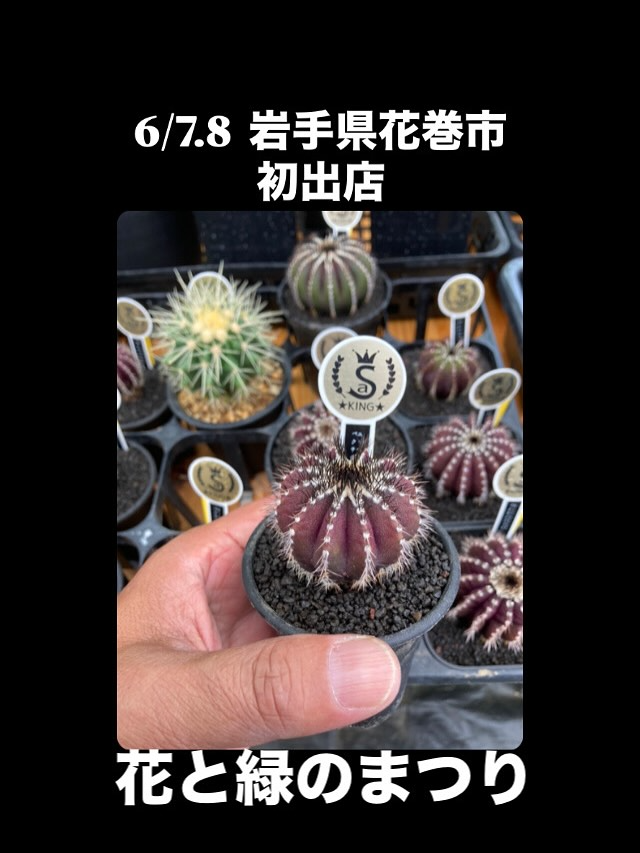 キングプランツが花と緑のまつり2025に初出店、3Dプリンター鉢を使用した多肉植物寄せ植えワークショップを実施 - リーフラ編集部