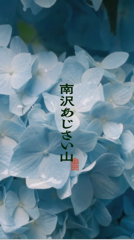 南沢あじさい山が6月7日から開山、1年間の準備を経て満開予測6月20日頃のあじさい観賞シーズンを開始 - リーフラ編集部