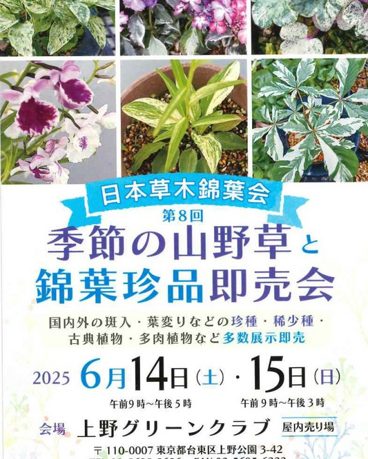 上野グリーンクラブが6月に綿葉珍品販売会と初夏の伝統園芸即売会開催、山野草展示販売と伝統園芸の2大イベント