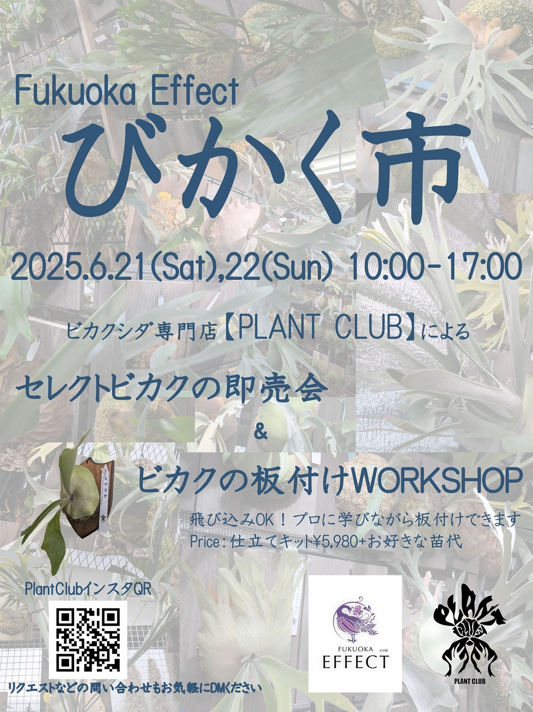 PLANTCLUBがFUKUOKA EFFECTびかく市を6月21日・22日開催、ビカクシダ即売会と板付ワークショップを実施
