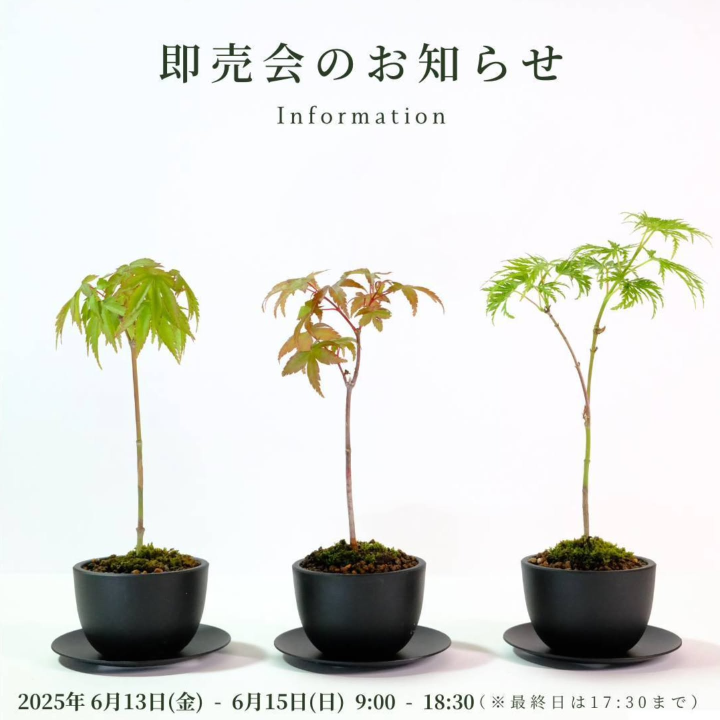 三寒四温が盆栽販売会を開催決定、伊木山のガーデンで6月13日から15日