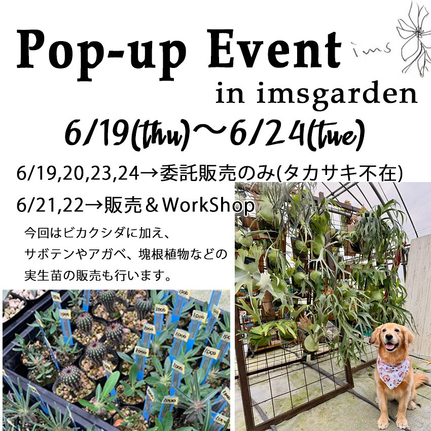 宮崎市のimsgardenとCOFFEE DADDYでビカクシダと塊根植物のPOPUP EVENTを6月19日から6日間開催、実生苗販売とワークショップを実施