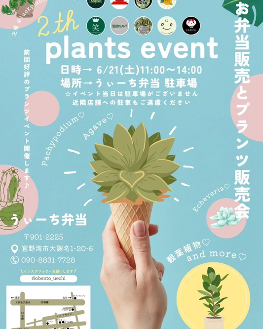 うぃーち弁当が沖縄県宜野湾市で6月21日に2th plants eventを開催、Pachypodium等の観葉植物を短時間集中販売