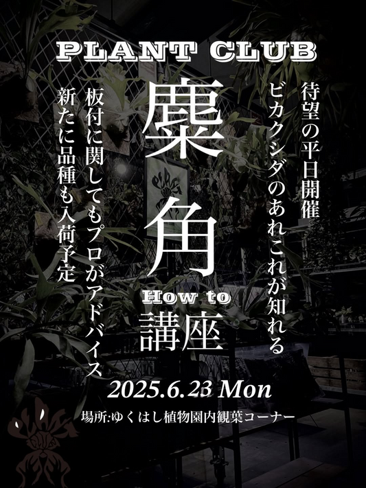 ゆくはし植物園がPLANTS CLUBと共同でビカクシダのHow to講座を6月23日開催、板付けのプロアドバイスも提供