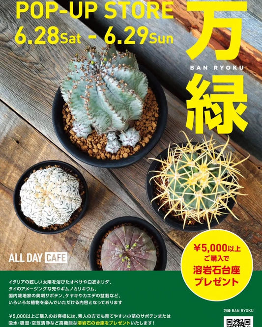 POP-UP STORE万緑がALL DAY CAFEで6月28日から29日まで開催、海外産サボテンから盆栽まで多様な植物を販売